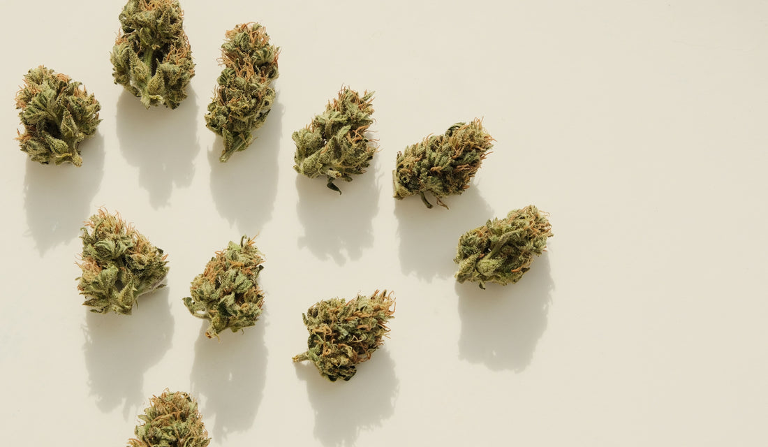 Découvrez l'Éclatante Variété Amnesia : Un Voyage Mémorable dans le Monde du Cannabis