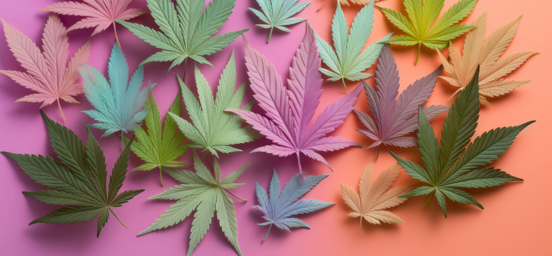 Explorez la Douceur Exquise de la Candy Kush 🍭 : Une Invitation à l'Harmonie Cannabis