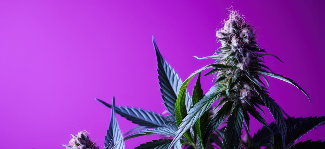 Plongez dans l'Envoûtante Purple Haze : Une Odyssée Sensorielle à la Frontière du Cannabis