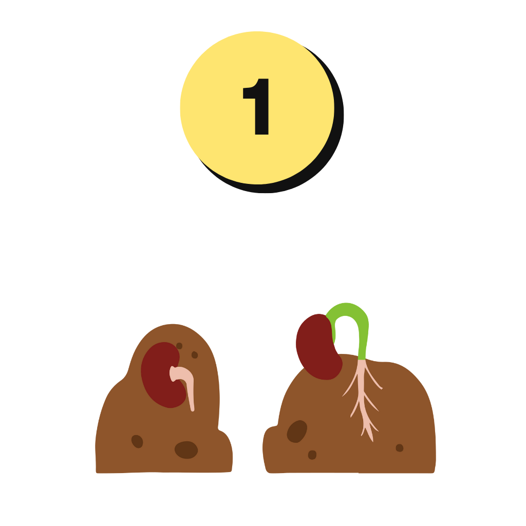 Phase 1 la germination de la graine de cannabis cbd - illustration mobile