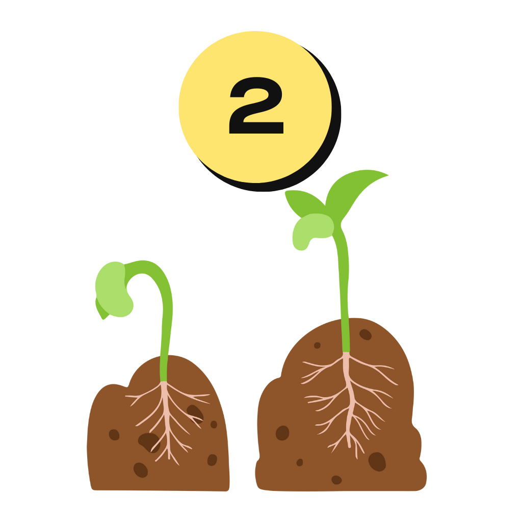 Phase de croissance de la graine de cannabis