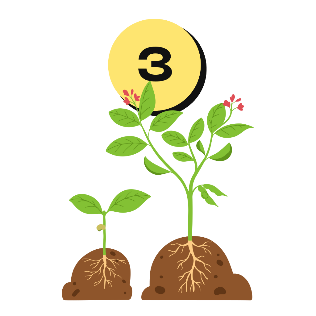 Phase de floraison de la graine de cannabis