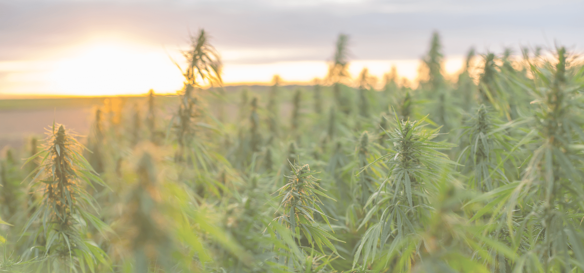 les différents types de culture du cbd