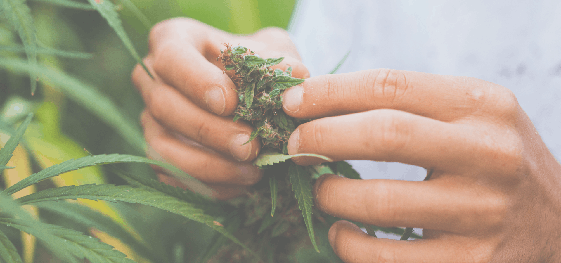 comment savoir si les fleurs de CBD sont encore actives ou périmées BLOG SPLIFF