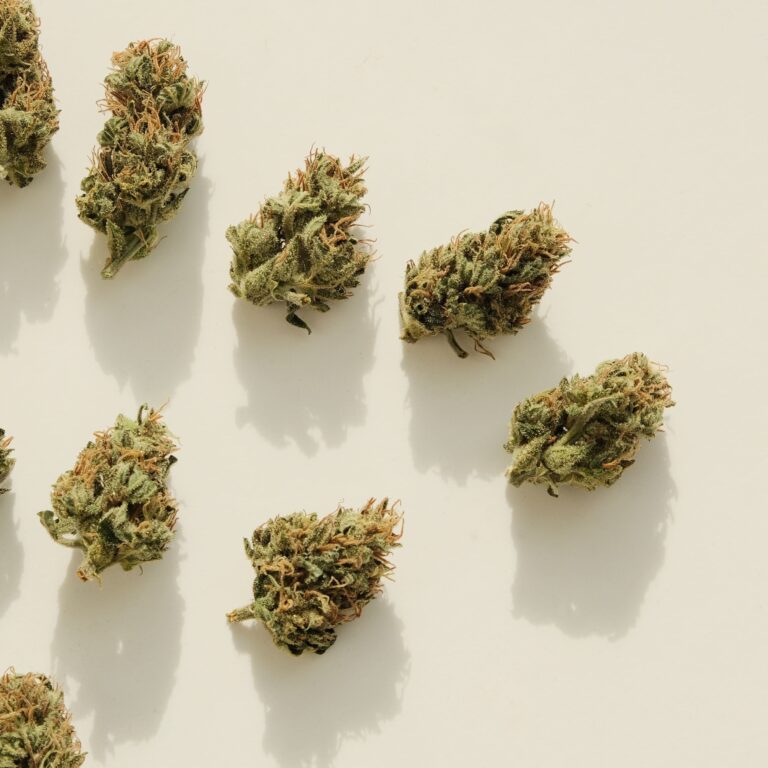 Découvrez l'Éclatante Variété Amnesia : Un Voyage Mémorable dans le Monde du Cannabis - Découvrez l'Éclatante Variété Amne...