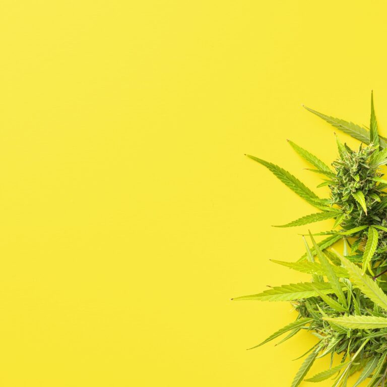 Super Lemon Haze : Une Explosion de Fraîcheur Citronnée - Super Lemon Haze : Une Explosion de Fraîcheur Citronnée