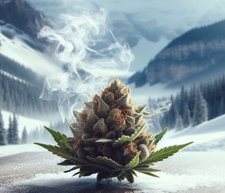 White Widow : Explorez l'Éclat de la Fleur de Cannabis - White Widow : Explorez l'Éclat de la Fleur de Cannabis