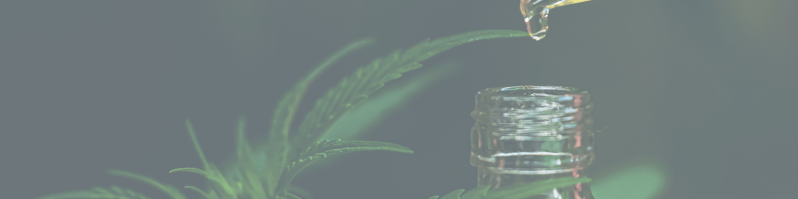 guide pour bien choisir la concentration CBD de l'huile CBD SPLIFF