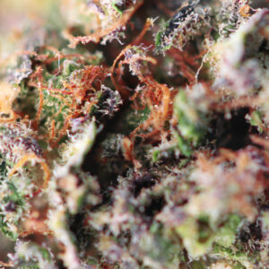 dutch grandma cbd spliff