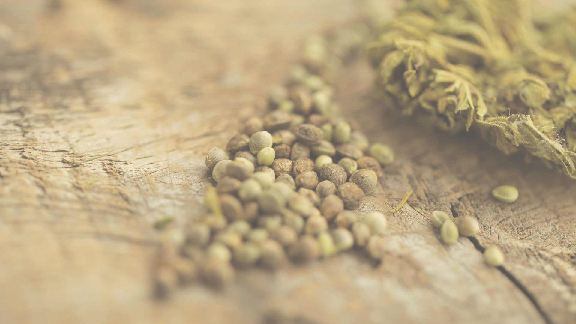 feminisées ou autofloraison, quelle type de graine cbd choisir ?