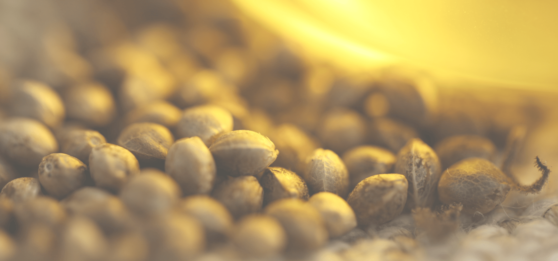 conseils pour bien conserver tes graines de cbd