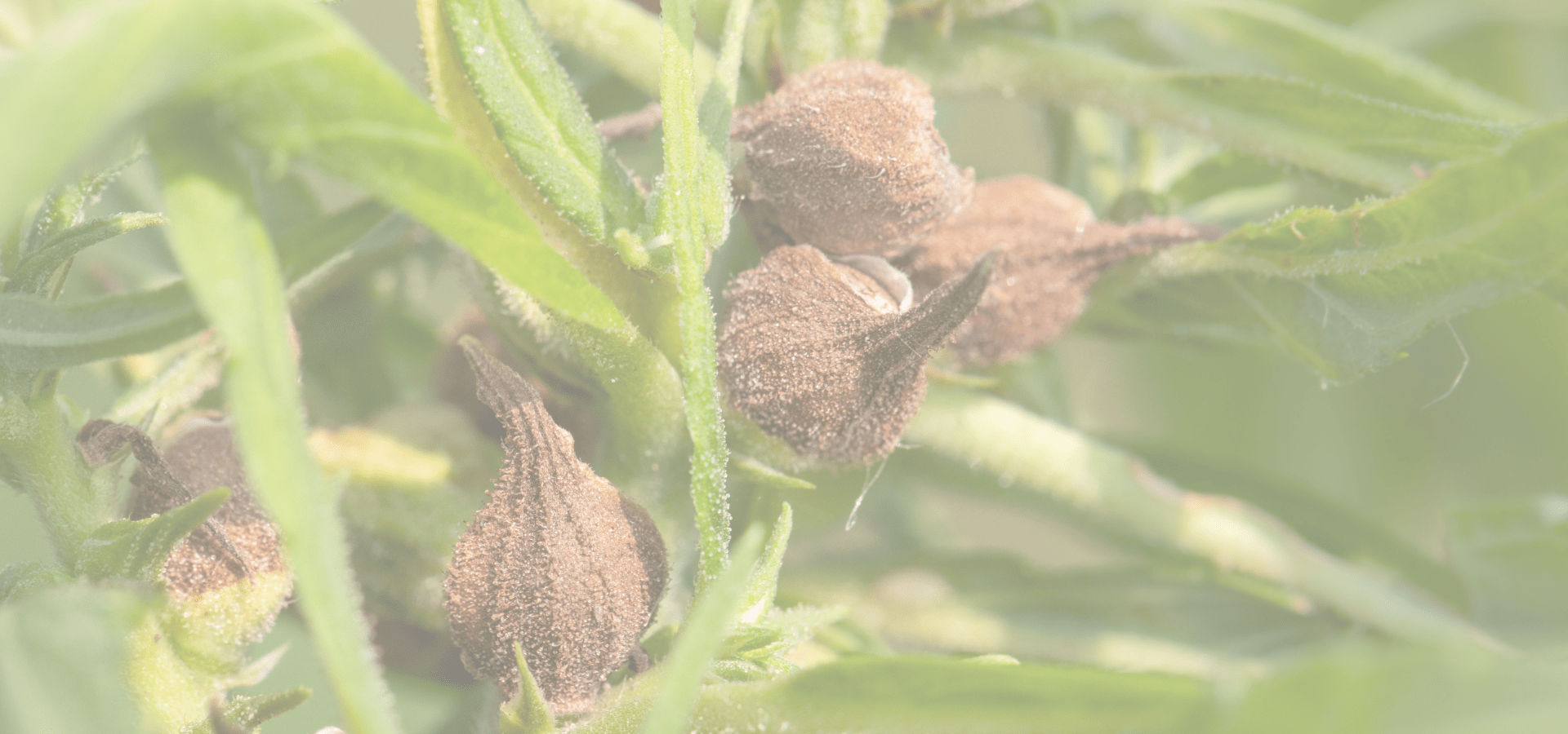 graines de cbd autofloraison et feminisees spliff