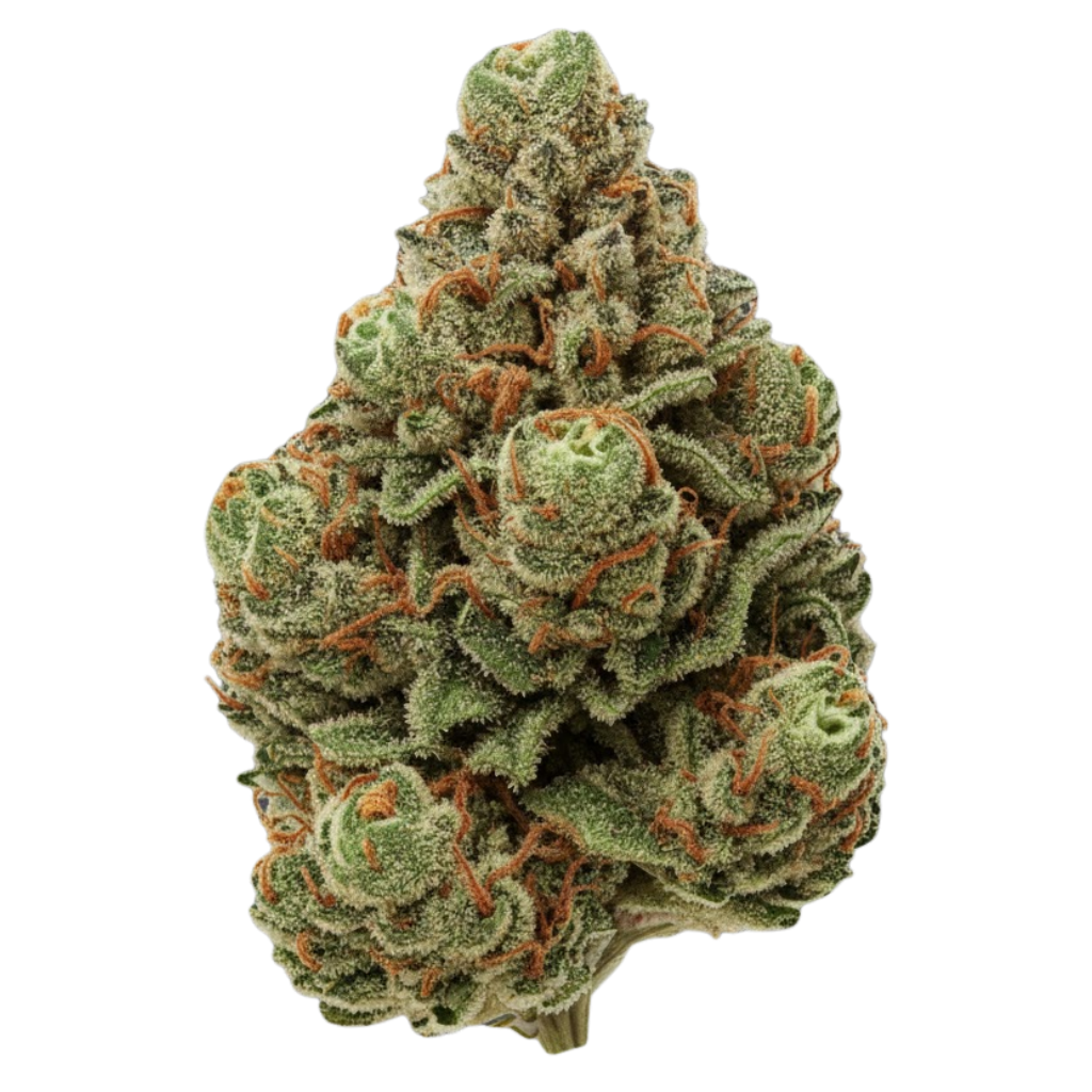 Gelato 33: Eine Gourmet-Fusion aus Ausgewogenheit und Cannabis-Kreativität - Gelato 33: Eine Gourmet-Fusion aus Ausgewogen...