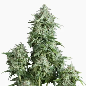 Amnesia Auto Spliff Cannabis