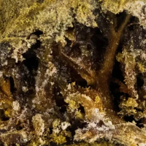 Macro Moon Rock THCX Spliff