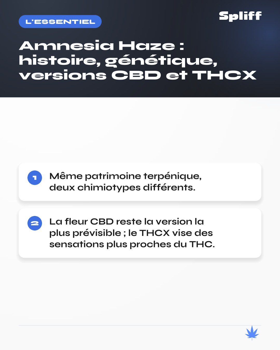 Amnesia Haze : l'essentiel â MĂȘme patrimoine terpĂ©nique, deux chimiotypes diffĂ©rents
