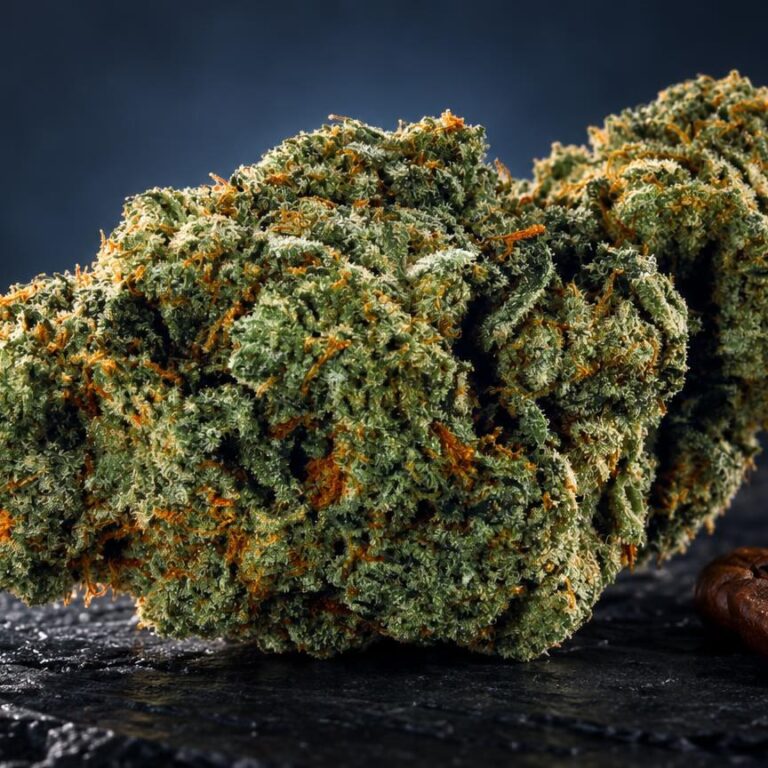 Sativa : fleur Amnesia dans une composition de studio