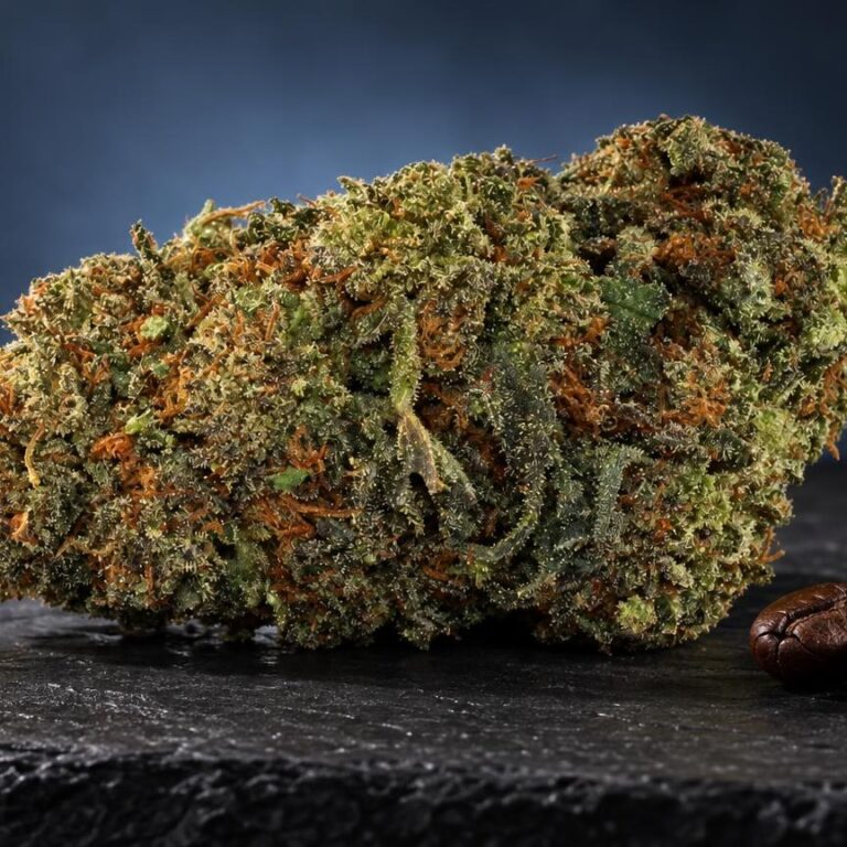 THCA : fleur OG Kush dans une composition de studio
