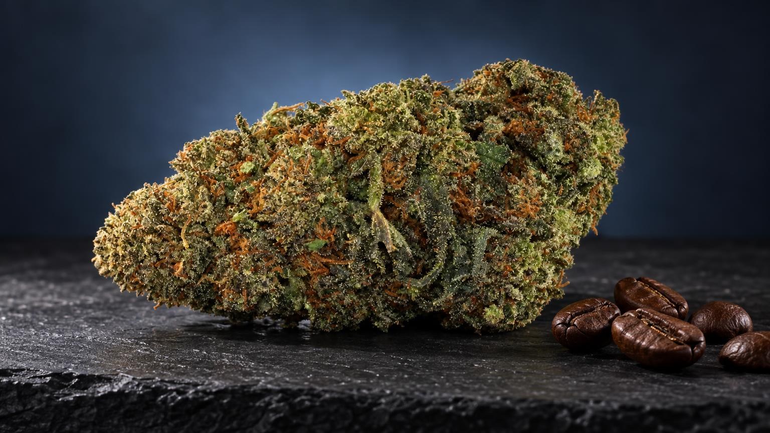 THCA : fleur OG Kush dans une composition de studio