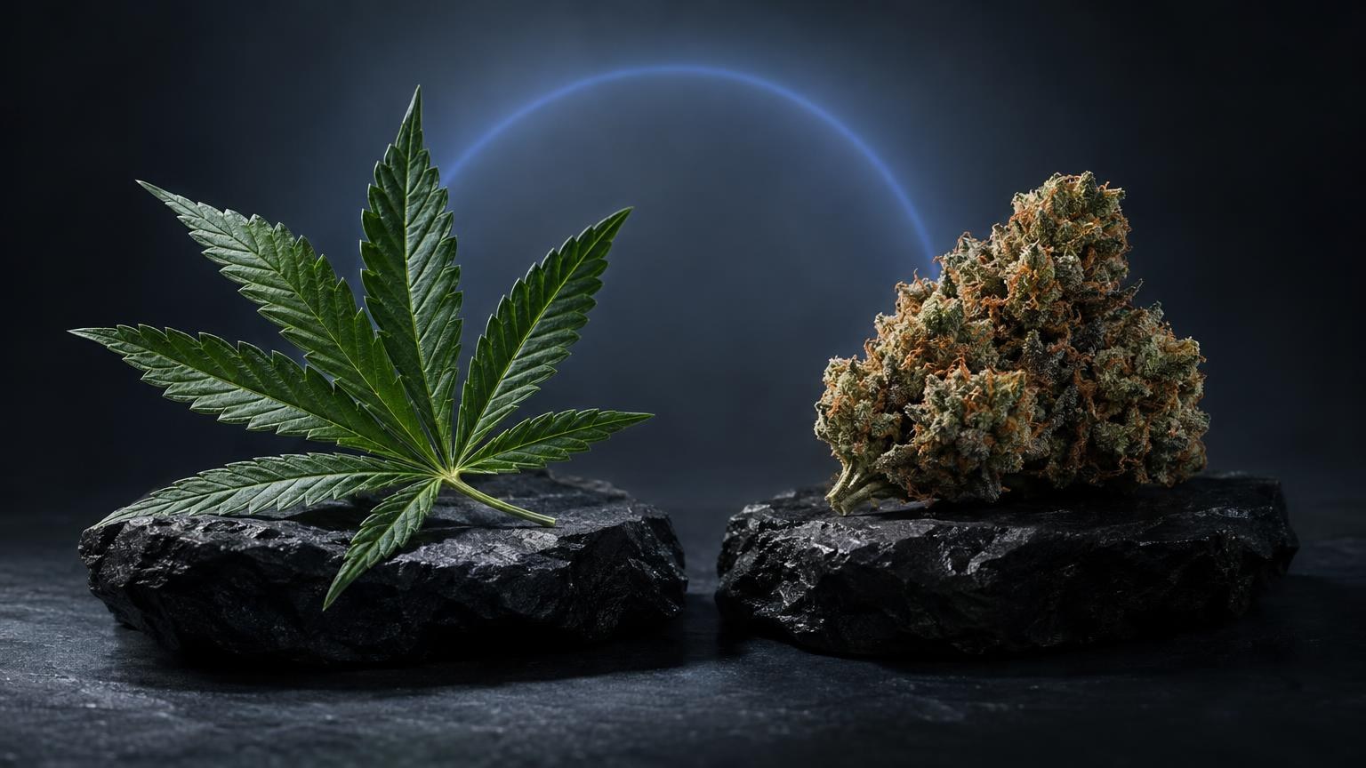 Feuille de cannabis verte et fleur séchée dorée posées sur des rochers noirs, THCV c'est quoi, fond cosmique bleu