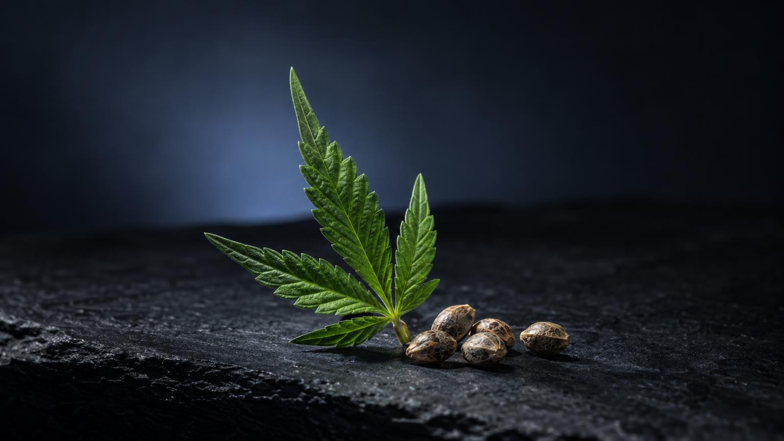 Was ist CBD: cannabisblatt mit Samen auf dunklem Untergrund, zur Einführung in CBD-Grundlagen