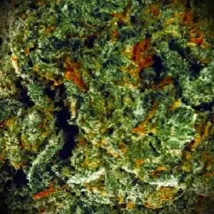 Avis client Amnesia avec photo - Spliff