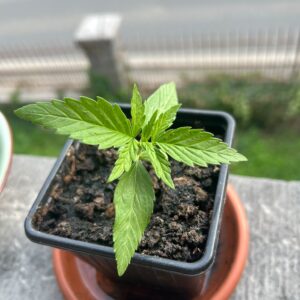 Avis client Gelato Auto avec photo - Spliff
