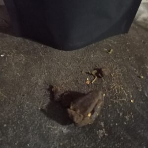 Avis client Kashmir Hash avec photo - Spliff