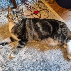 Avis client Magic Pod x2 avec photo - Spliff