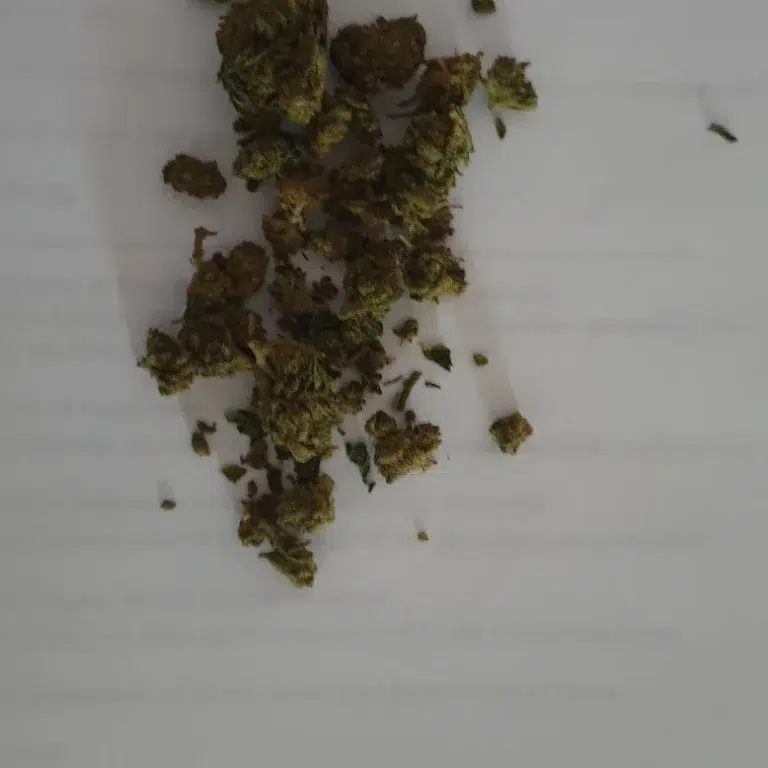 Kundenbewertung Minibud Premium mit Foto - Spliff