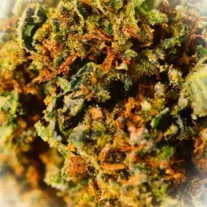Avis client Sapphire avec photo - Spliff