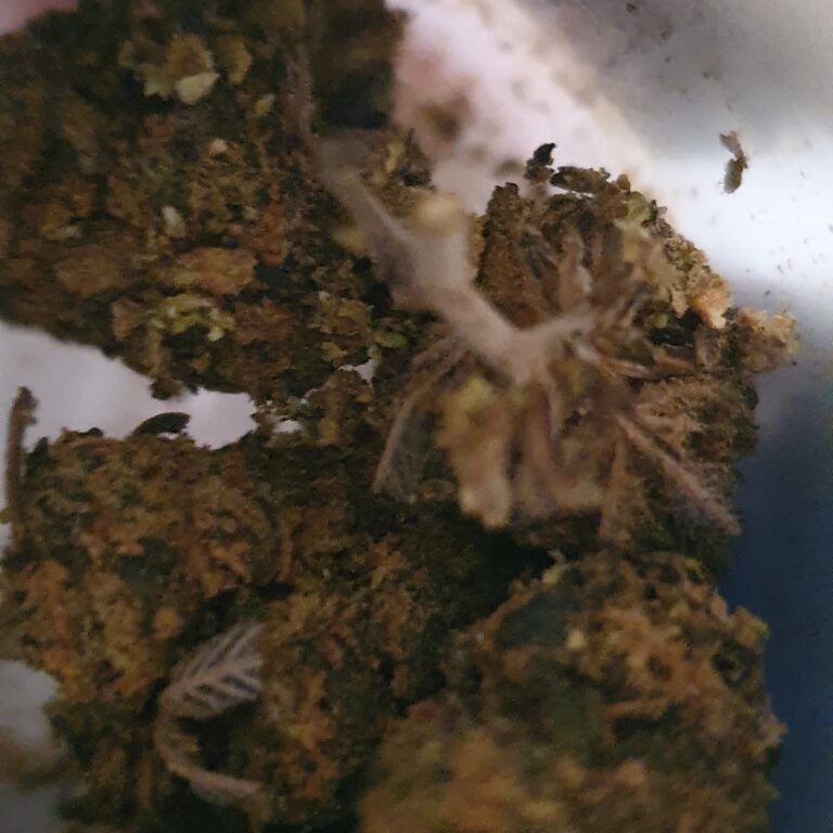 Click to view full screen Avis client Sour Diesel avec photo - Spliff